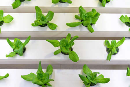 Hydroponics Modern Indoor Plants Garden Farming