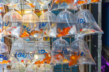 Goldfish in Bags of Water at Pet Shop Wallの写真素材