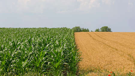 Green Corn and Yellow Wheat Agriculture Field