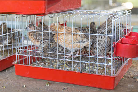 Many Small Quail Game Birds in Cagesの写真素材