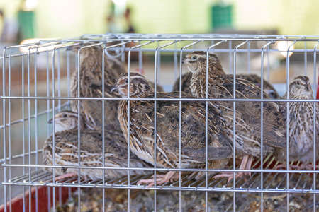 Many Small Quail Game Birds in Cageの写真素材