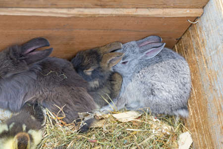 Small Bunny Rabbits in Box at Farmers Marketの写真素材