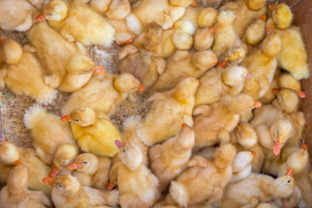 Many Yellow Newborn Duck Chicks in Boxの写真素材