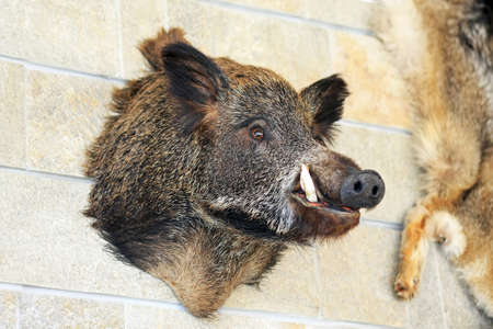 Big head of wild hog pig at wallの写真素材