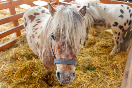 Two Small Pony Horses in Stables at Farmの写真素材