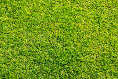 Texture of green grass for soccer fieldの写真素材