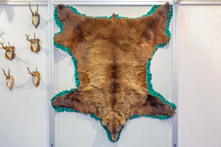 Big Brown European Bear at Wall Taxidermy Trophyの写真素材