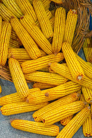 Big Bunch of Yellow Maize Corn Cob Earsの写真素材