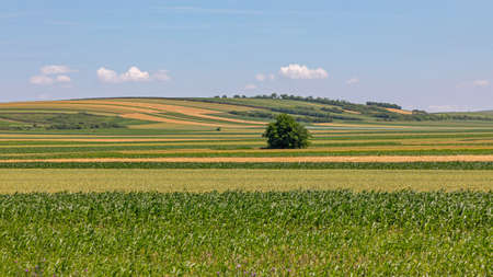 Corn Maize Green Fields at Sunny Spring Day