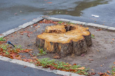 Cutted Damaged Bad Tree Stump Trunk at City Streetの写真素材
