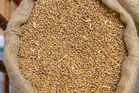 Wheat Grains Agriculture Farm Harvest in Sackの写真素材