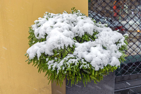 Pine Bush Evergreen Plant Covered With Fresh Snowの写真素材