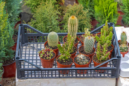 Natural Cactus Plants Pots in Plastic Crateの写真素材