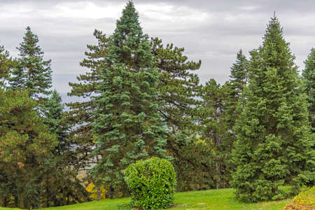 Evergreen Pine Conifer Spruce Trees in Avala Park