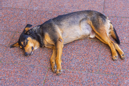 Stray Dog Sleeping at Granite Pavement Tiles Cooling Downの写真素材