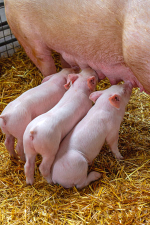Three Newborn Suckling Piglets at Animal Farm