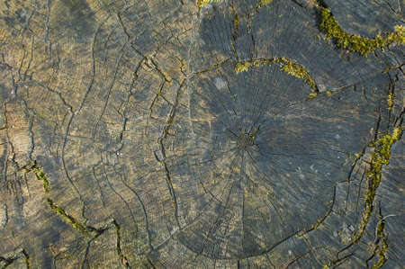 Wooden pattern of annual growth rings on a tree trunk.
