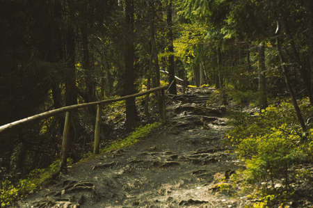 Bumpy path full of roots in mystical forest.