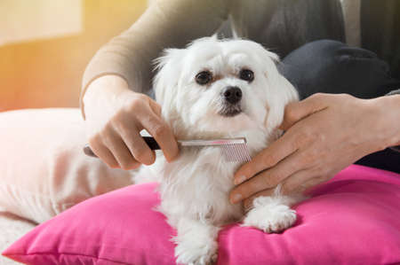 Woman brushes hair of her white maltese dog