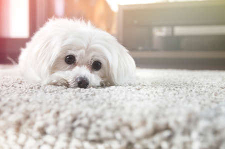 White maltese dog lies on carpet and looking aheadの写真素材