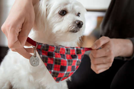 Putting on dog-collar with scarf and address pendant
