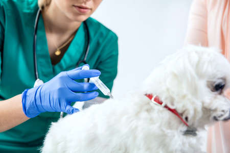 Female vet makes an injection to a dogの写真素材