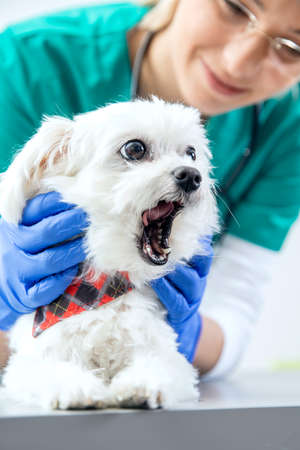 The dog yawns during the examination of the teethの写真素材