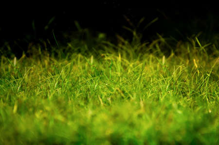 Magical looking grass on the black background