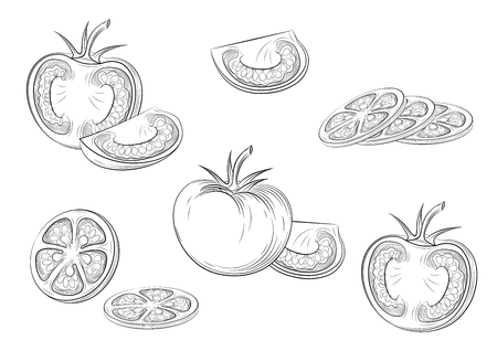 Tomatoes. Engraving vintage vector illustration.Isolated black outline. Vector EPS 10のイラスト素材