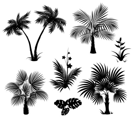 Palm trees, flowers and leaves, black silhouettes on white background. A set of isolated tropical plants.のイラスト素材