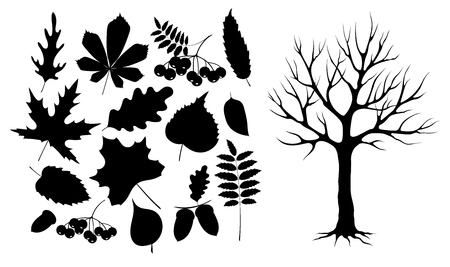 Autumn leaves and wood black silhouette. Set of autumn leaves, berries, nuts and tree isolated. Black silhouette on a white background.Vector illustration のイラスト素材
