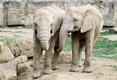 Two elephants 