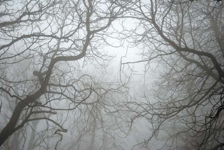 Bare Tree Branches in the Fogの写真素材