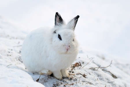 Cute White Bunny