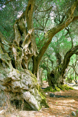 Old Olive Treesの写真素材