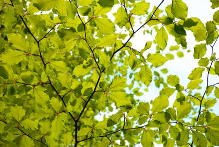 Fresh Green Spring Leavesの写真素材