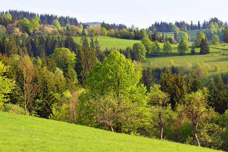 Spring Trees and Meadows in the Hills