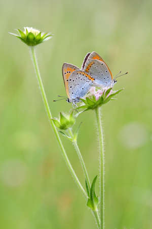 Large Copper Orange Butterflies Couple Macroの写真素材