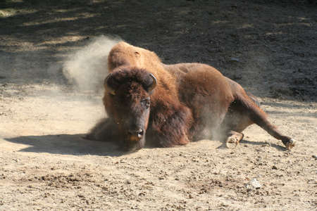Bison Buffalo Strong Bullの写真素材