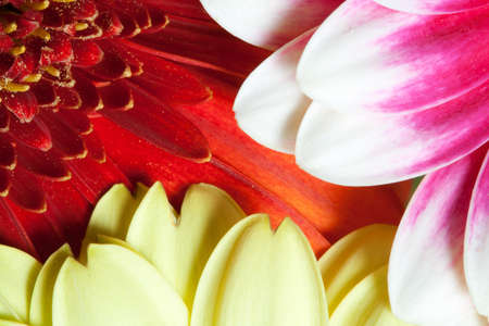 Daisy Flowers in Detail Backgroundの写真素材