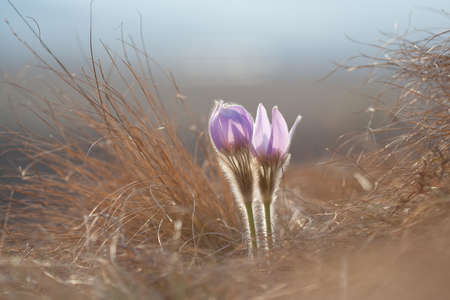 Pasque flower in Spring