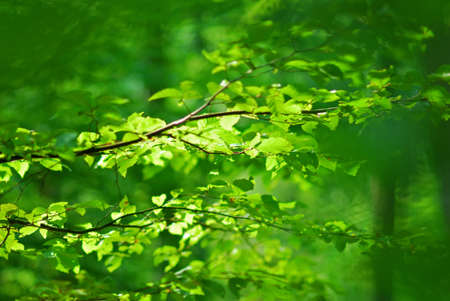 Green Leaves Background with beautiful lightの写真素材