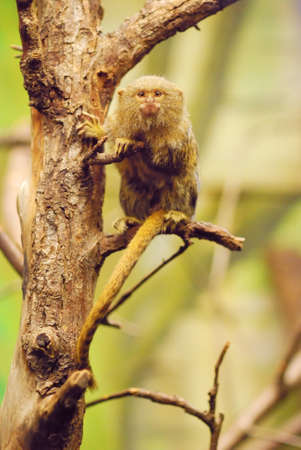 Pygmy marmoset small monkey in a zooの写真素材