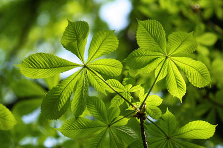 Green Chestnut Leaves in beautiful lightの写真素材