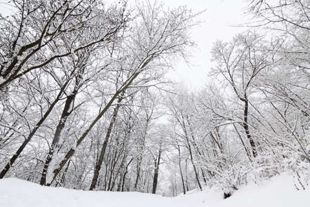 Tall trees covered in heavy snow