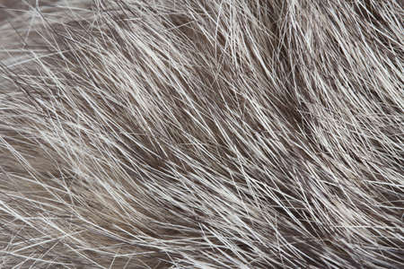 Abstract Soft Fur Macro Textureの写真素材