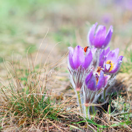 Pasque Wild Flower with ladybird in sunny Springtime
