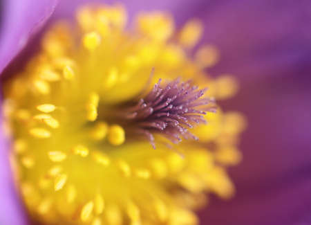 Pasque Wild Flower in macro detailの写真素材