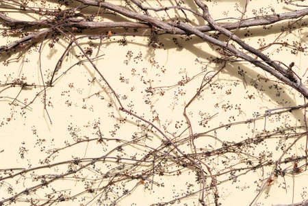 Leafless ivy branches on a house wallの写真素材