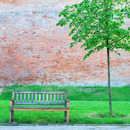 Wooden bench and small lonely tree in springtimeの写真素材